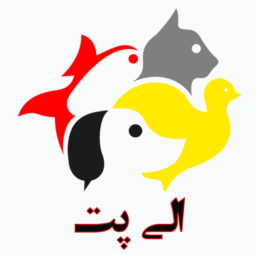 کد تخفیف الی پت - Eli Pet